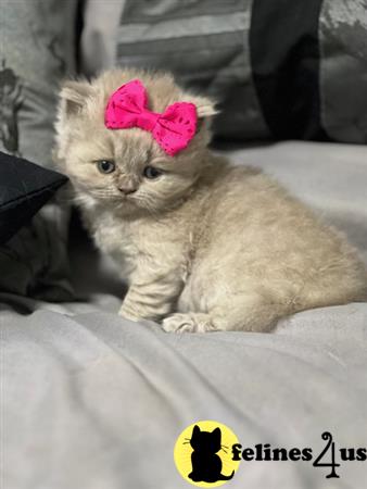 British Shorthair kitten for sale