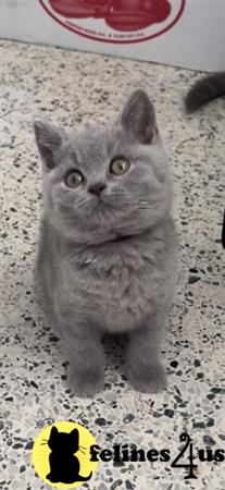 British Shorthair kitten for sale