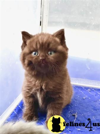 British Shorthair kitten for sale