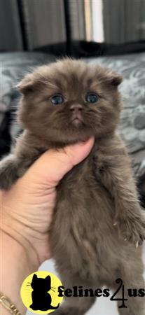 British Shorthair kitten for sale