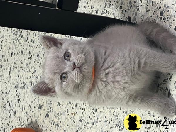 British Shorthair kitten for sale