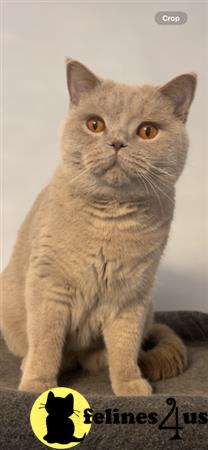 British Shorthair kitten for sale