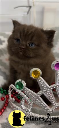 British Shorthair kitten for sale