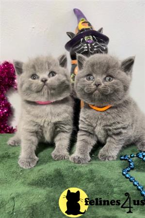 British Shorthair kitten for sale