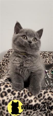 British Shorthair kitten for sale