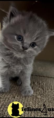 British Shorthair kitten for sale