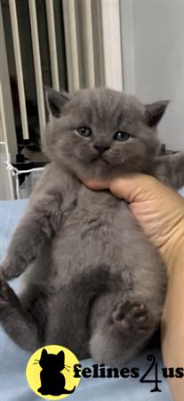 British Shorthair kitten for sale