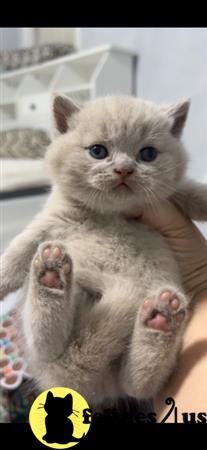 British Shorthair kitten for sale