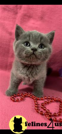 British Shorthair kitten for sale