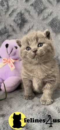 British Shorthair kitten for sale