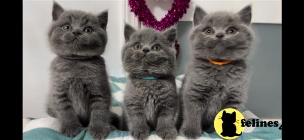 British Shorthair kitten for sale