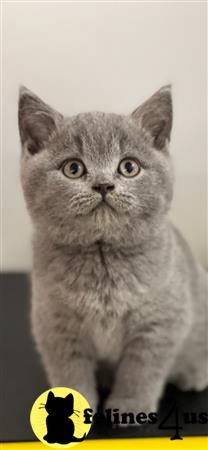 British Shorthair kitten for sale