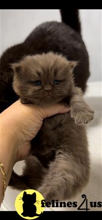 British Shorthair kitten for sale