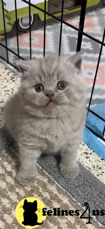 British Shorthair kitten for sale