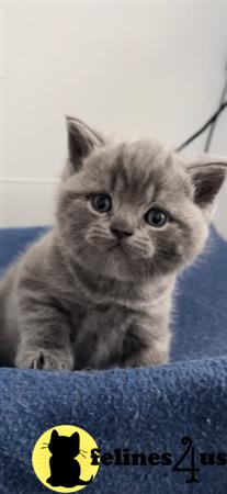 British Shorthair kitten for sale