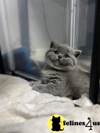 British Shorthair kitten for sale