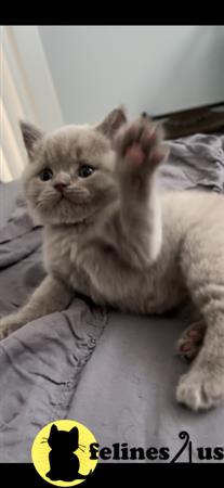 British Shorthair kitten for sale