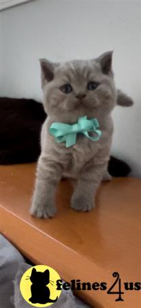 British Shorthair kitten for sale