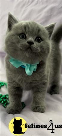 British Shorthair kitten for sale