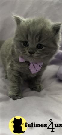 British Shorthair kitten for sale