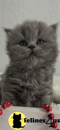 British Shorthair kitten for sale