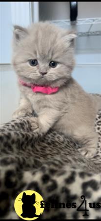 British Shorthair kitten for sale