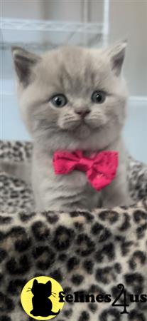 British Shorthair kitten for sale