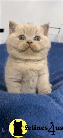 British Shorthair kitten for sale