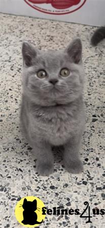 British Shorthair kitten for sale