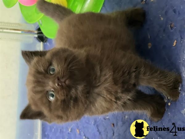 British Shorthair kitten for sale