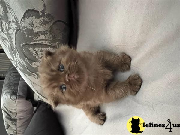 British Shorthair kitten for sale