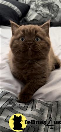 British Shorthair kitten for sale