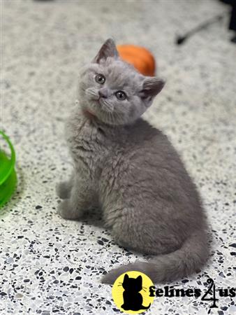 British Shorthair kitten for sale