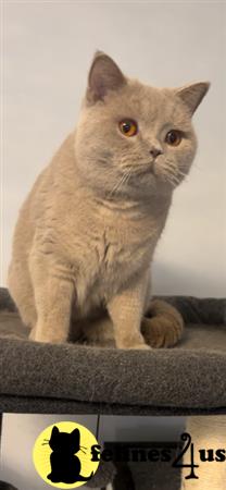 British Shorthair kitten for sale