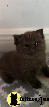 British Shorthair kitten for sale