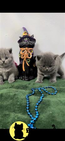 British Shorthair kitten for sale