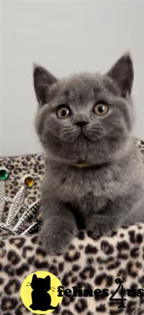 British Shorthair kitten for sale