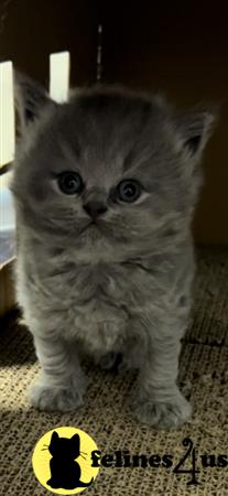 British Shorthair kitten for sale