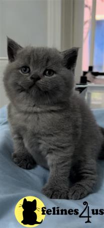 British Shorthair kitten for sale