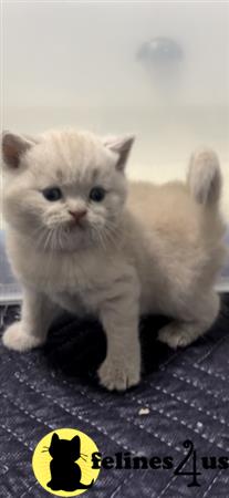 British Shorthair kitten for sale