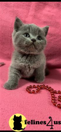 British Shorthair kitten for sale