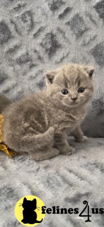 British Shorthair kitten for sale