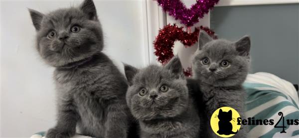 British Shorthair kitten for sale