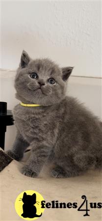 British Shorthair kitten for sale