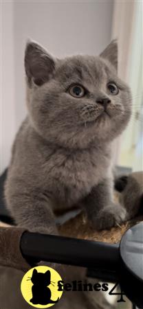 British Shorthair kitten for sale