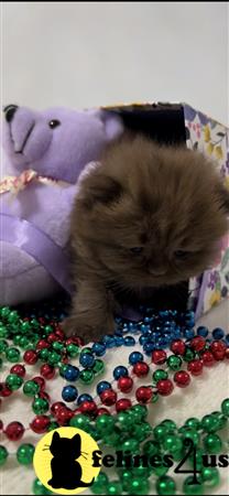 British Shorthair kitten for sale