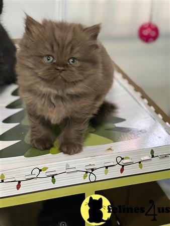 British Shorthair kitten for sale