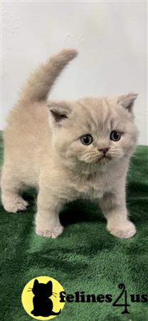 British Shorthair kitten for sale