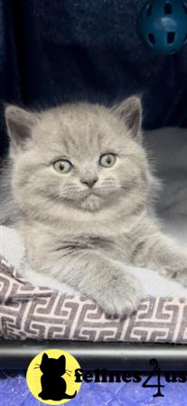 British Shorthair kitten for sale