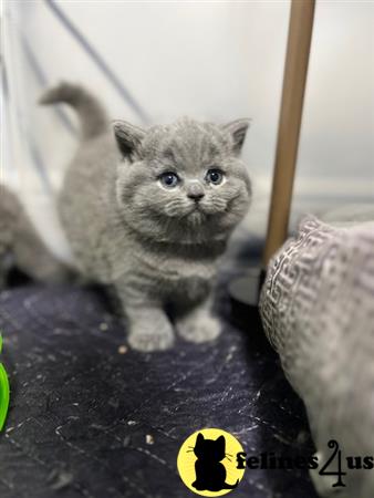 British Shorthair kitten for sale